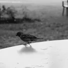 /Attachments/literary/wind/sparrow-on-outdoors-table-edge-bw_hub72b81cedee347298d5c2aa08ab8b32a_58506_135x135_fill_q85_h2_catmullrom_smart1_2.webp