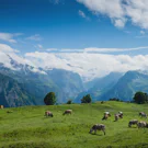 /Attachments/trips/five-years-in-switzerland/cows-eating-grass-atop-lauterbrunnen_hu7f28c2501bfb99ed14c1fa9b600c4e3e_527992_135x135_fill_q85_h2_catmullrom_smart1_2.webp