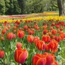 /Attachments/trips/konstanz-germany/field-of-red-and-yellow-tulips_hufa5d811d10915cbc2417a6004c216acf_307938_135x135_fill_q85_h2_catmullrom_smart1_2.webp