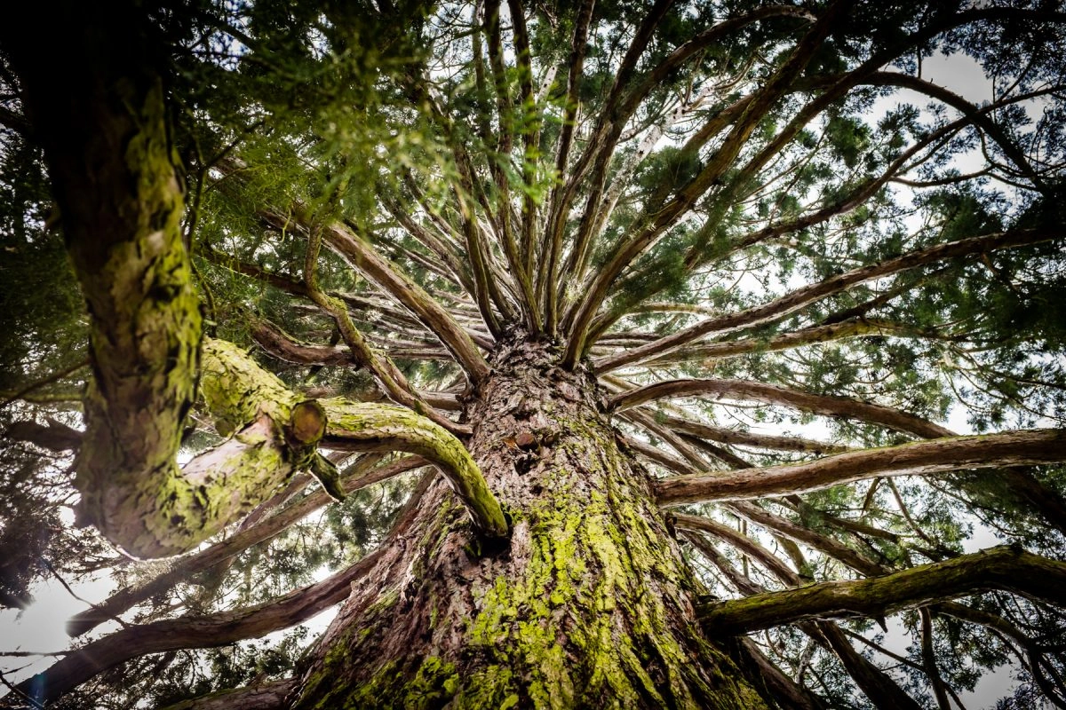 incredible-tree-seen-from-the-ground.webp