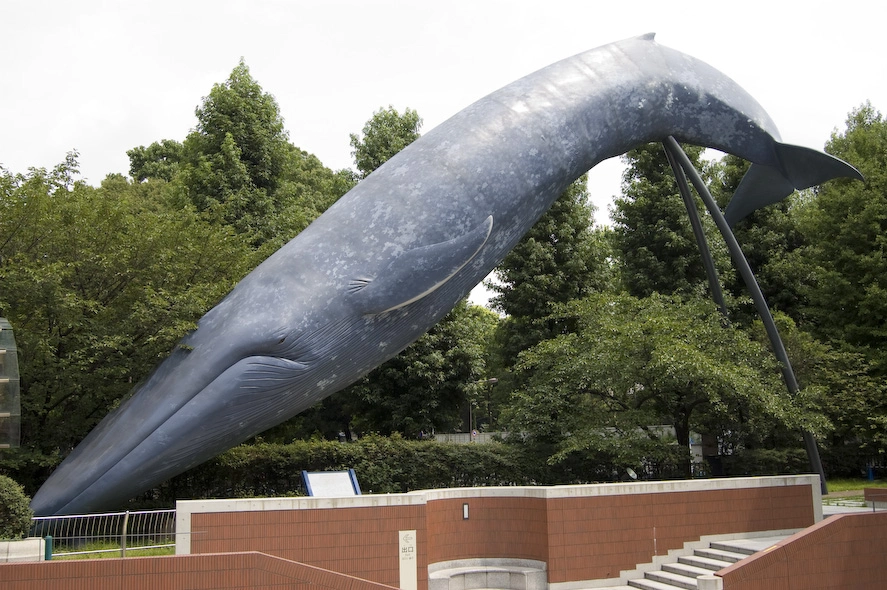 Por si alguien tiene problemas para encontrar el museo de las ballenas hay una a tamaño natural enfrente de la entrada.