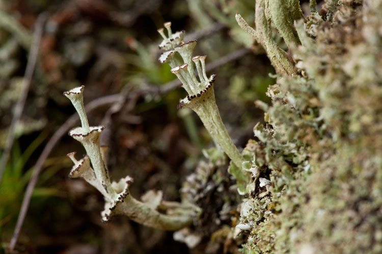 The lichen.