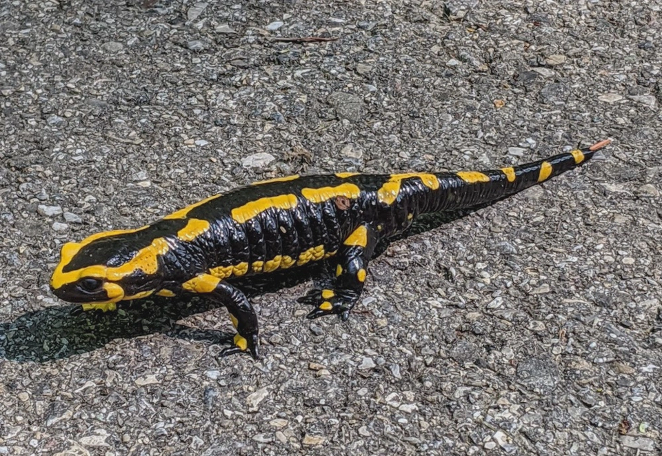 A fire salamander, with the tail tip missing.