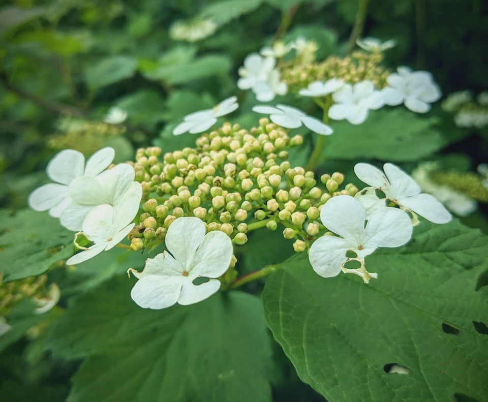 A guelder rose that looks like it has white soldiers protecting it.