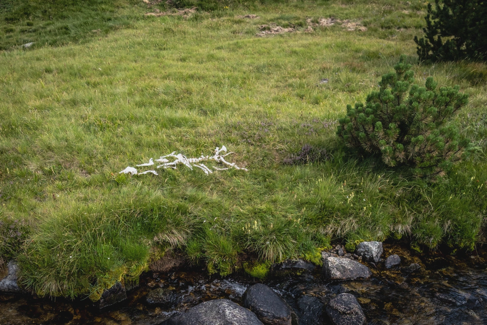 Animal bones laying near a river that creeped our expat companion.
