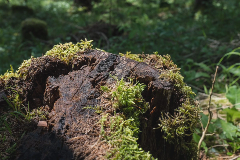 moss-close-up-forest.webp
