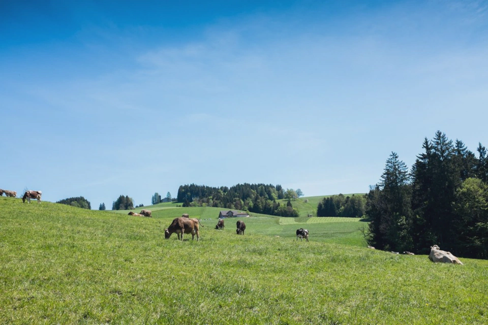 cows-grazing-on-swiss-mountain-slopes.webp