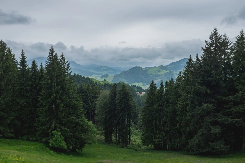 forest-of-tall-pines-near-appenzell-cloudy.webp