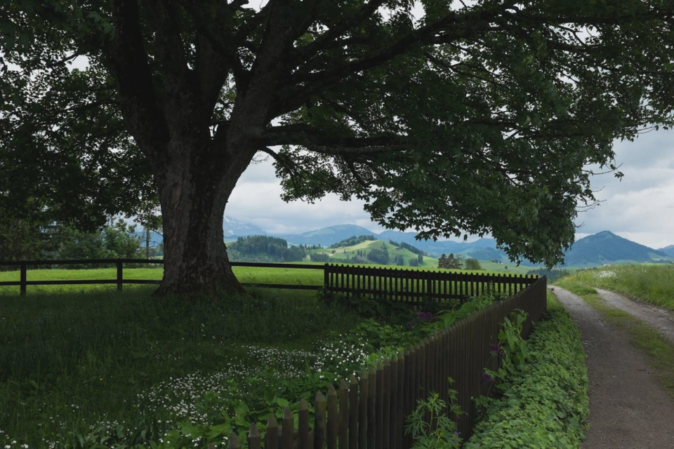 trail-passing-by-large-tree-in-fenced-garden.webp