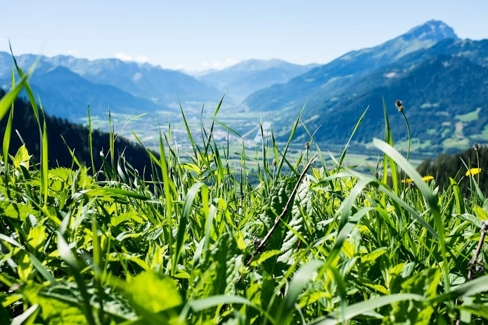chur-rhein-valley-seen-from-ground-level-through-grass.webp