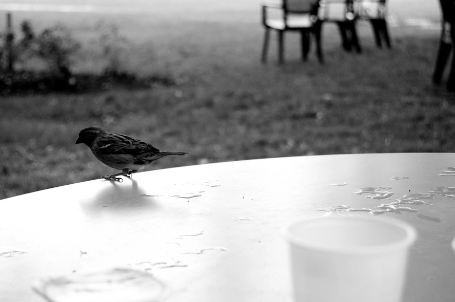 sparrow-on-outdoors-table-edge-bw.webp