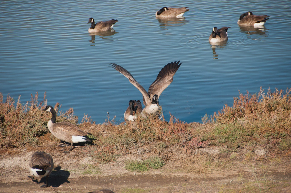 flock-of-geese-leaving-the-water.webp