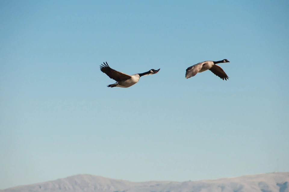 two-geese-flying.webp