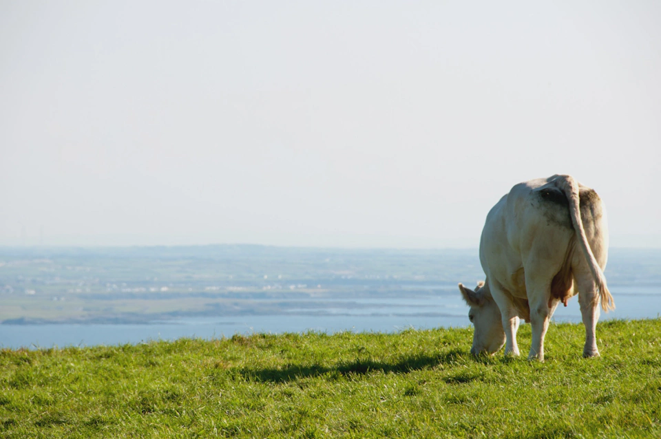 A cow overlooking the county.