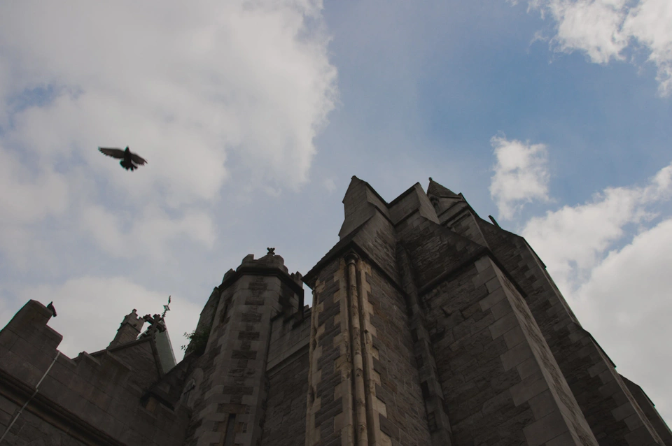 looking-up-at-dublin-cathedral-pigeon.webp