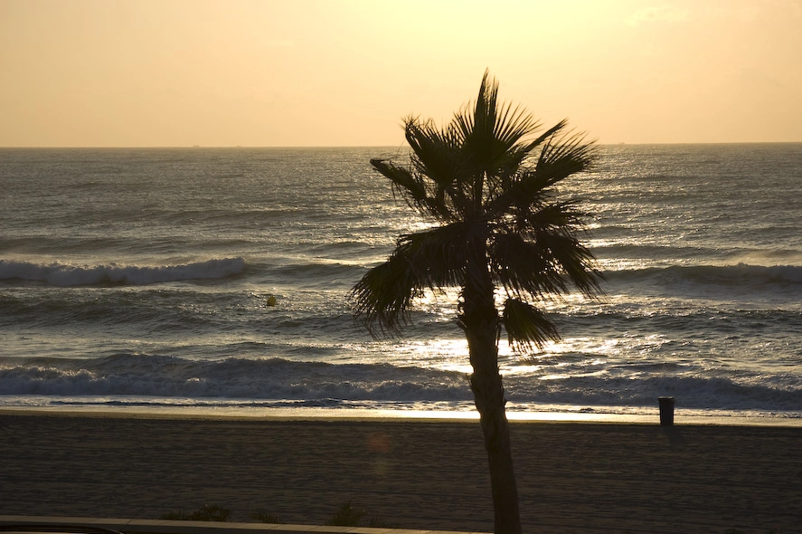 silueta-palmera-playa-puesta-de-sol.webp