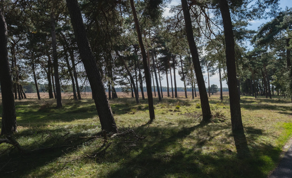 Woodlands in Hoge Veluwe.