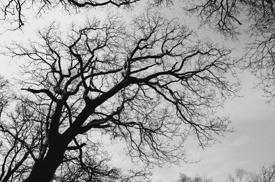 bw-tree-without-leaves-against-sky.webp