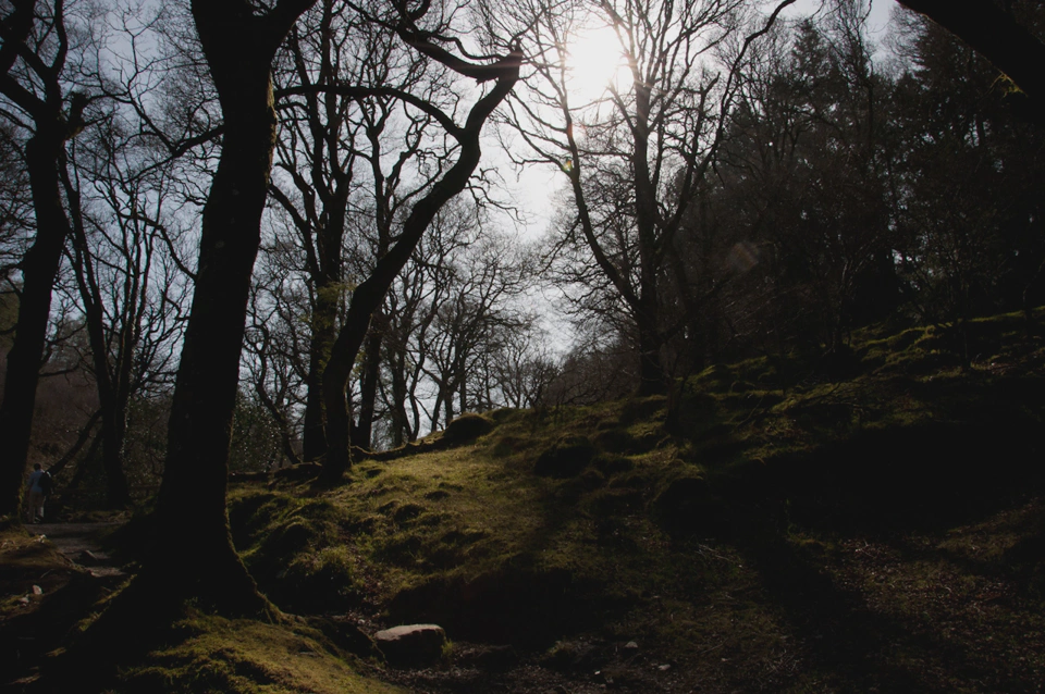 glendalough-forest-dreamy-afternoon-light.webp