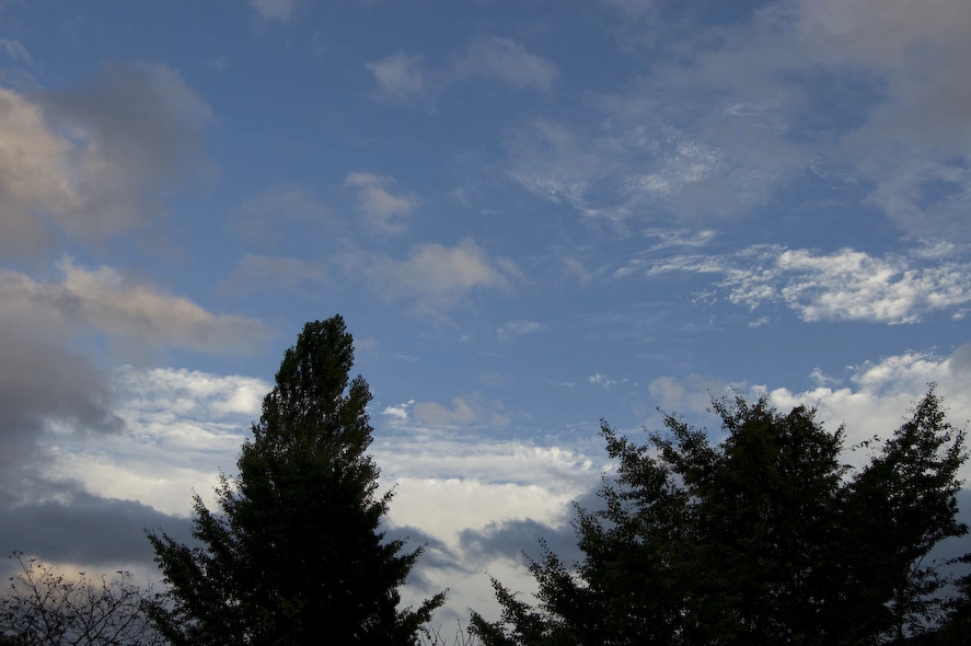 trees-against-sky-with-unique-clouds.webp