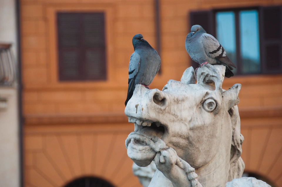 pigeons-atop-horse-statue-part-of-fountain-four-rivers.webp
